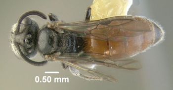 Media type: image;   Entomology 610763 Aspect: habitus dorsal view